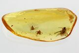 Detailed Fossil Spiders, Moth Fly, and Long-Legged Fly in Baltic Amber #381227-2